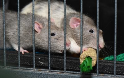 Aww, Rats!